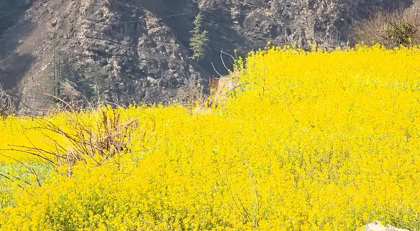 Har Ki Dun Trek Package