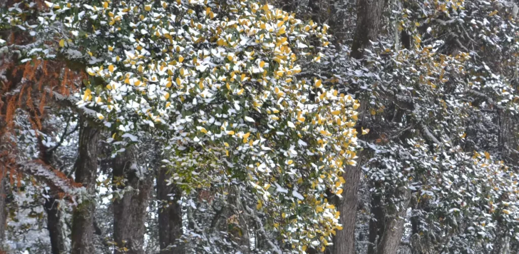 Kuari Pass Trek Package