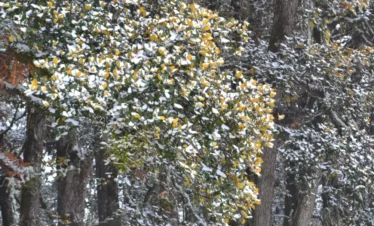 Kuari Pass Trek Package