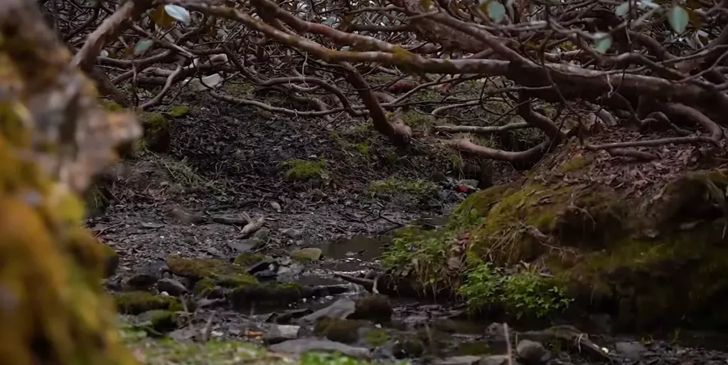 Kuari Pass Trek Package