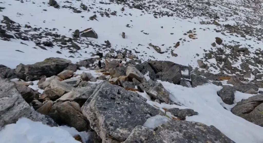 Pangarchulla via Kuari Pass Trek Package