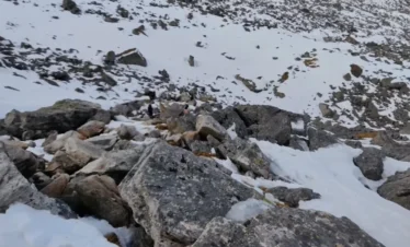 Pangarchulla via Kuari Pass Trek Package